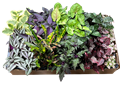 Color Foliage Terrarium Assortment